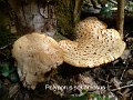 Cerioporus squamosus-amf1545